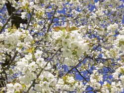 Hausgarten im Frühling