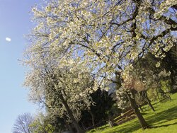 Hausgarten im Frühling