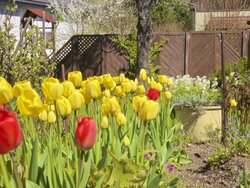 Hausgarten im Frühling